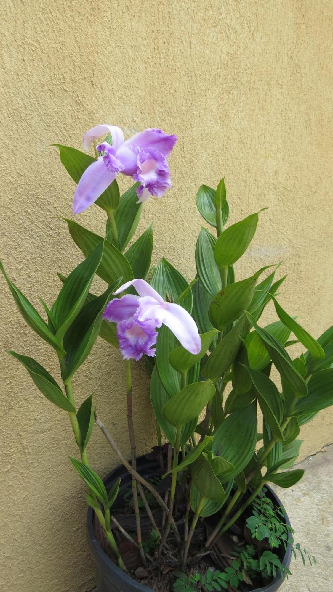 Rinconcito Verde Ujarrás エクステリア 写真