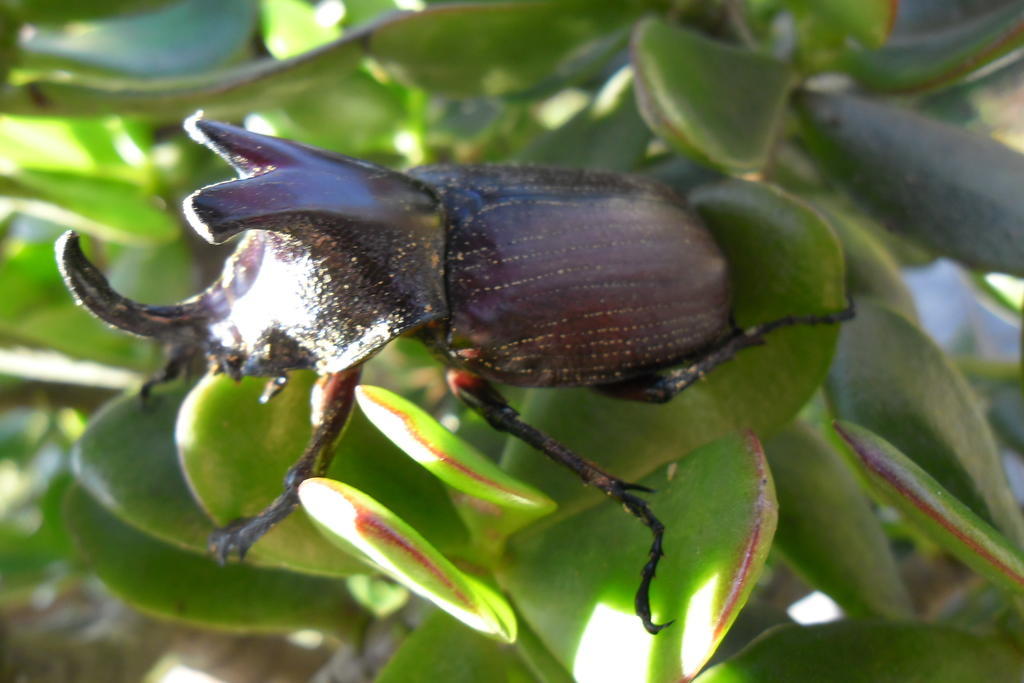 Rinconcito Verde Ujarrás エクステリア 写真