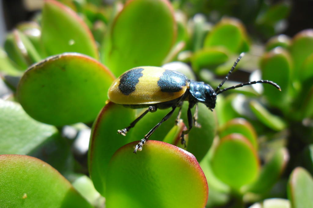 Rinconcito Verde Ujarrás エクステリア 写真