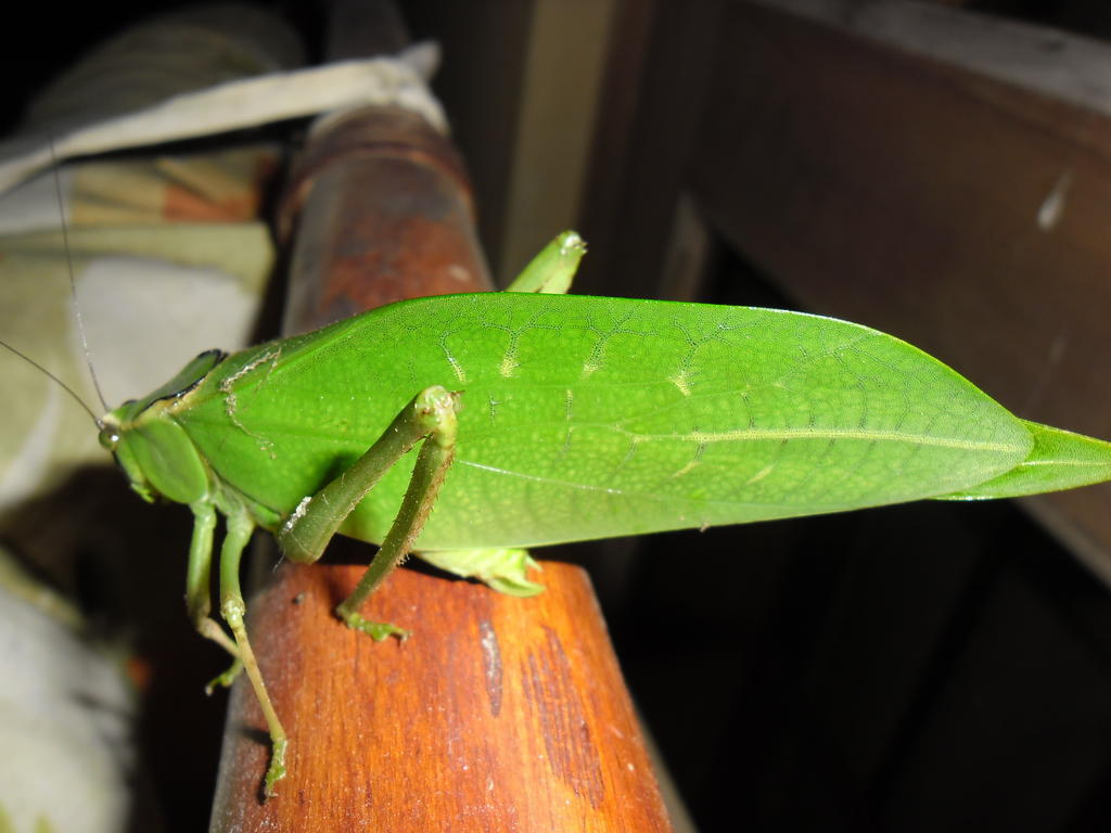 Rinconcito Verde Ujarrás エクステリア 写真