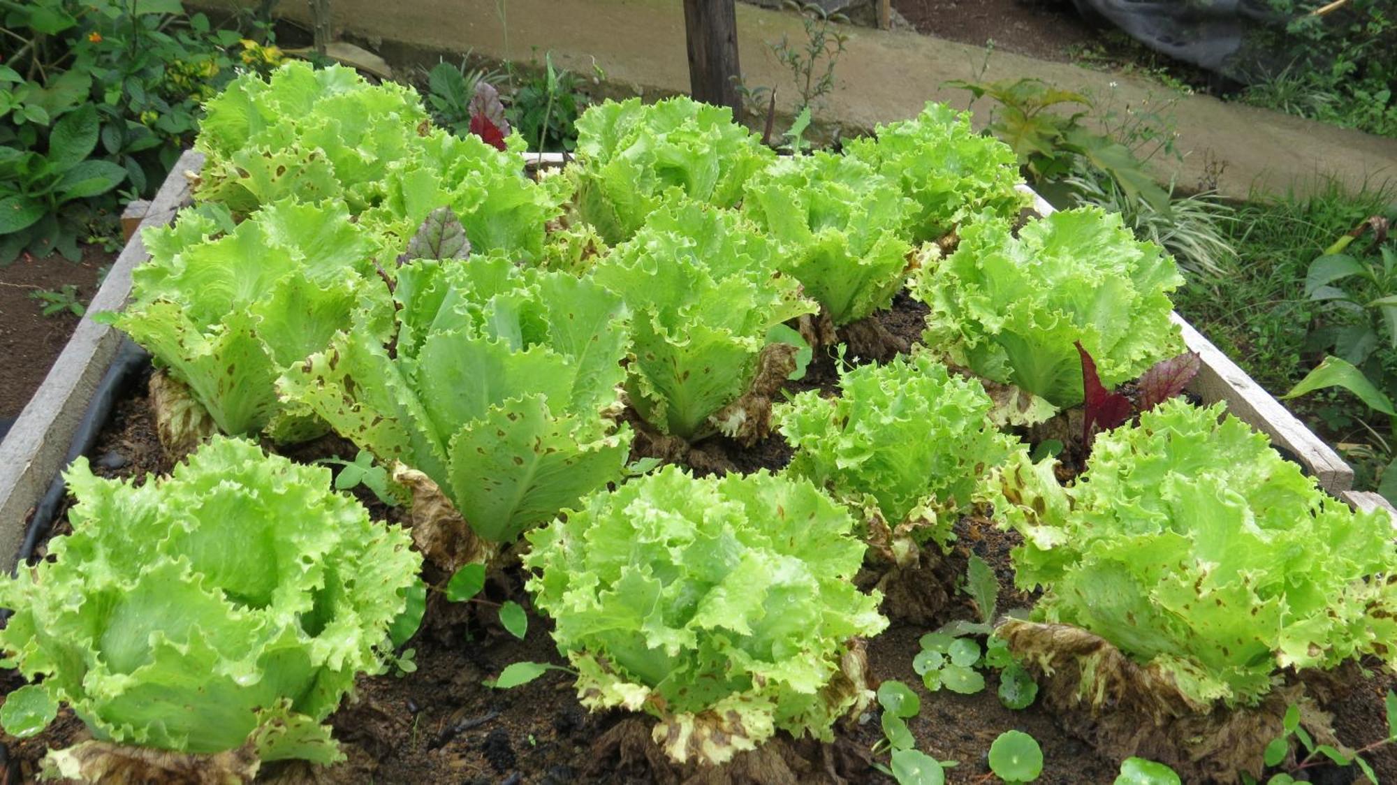 Rinconcito Verde Ujarrás エクステリア 写真